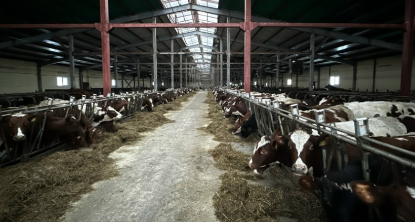 В Коми роботы-дояры и новые фермы увеличивают производство молока