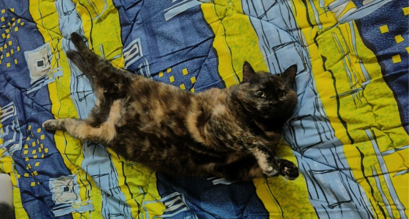 Почему кошка лезет в лицо — 7 признаков, что вы для неё больше, чем просто человек