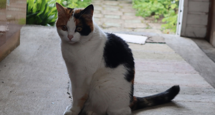 Как понять, что ваша кошка вас не любит: 5 признаков, которые мы игнорируем каждый день