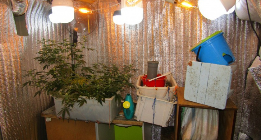 В Коми задержали мужчину за выращивание дома запрещенных растений