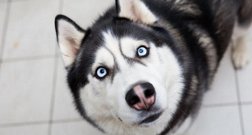 Почему собаки ходят за хозяином "хвостиком" из комнаты в комнату, и даже в туалет: есть причина