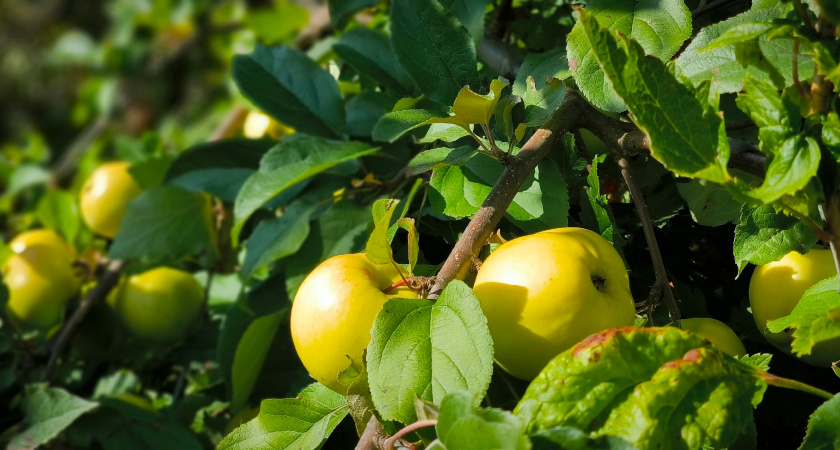 Йод или яд: можно ли есть косточки яблока – врач расставил все по местам