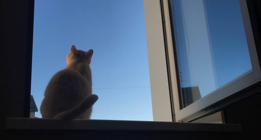 Почему кошки постоянно смотрят в окно - запомните раз и навсегда