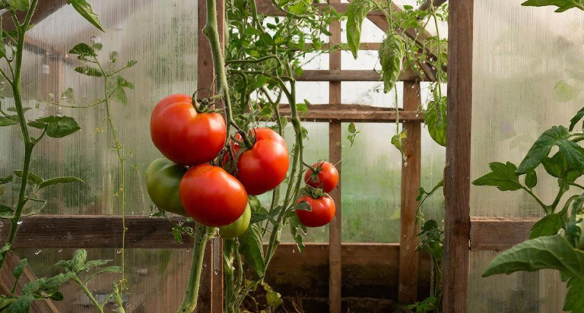 Эти томаты идеальны для российского короткого лета: 12 ранних сортов, которые опробовала лично