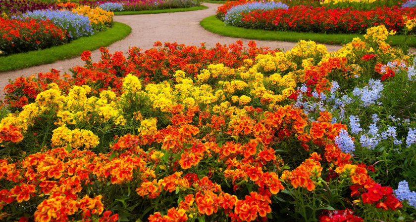 Петунию и бархатцы больше не сажаю: теперь эти цветы украшают клумбы и террасу - радует с мая по октябрь