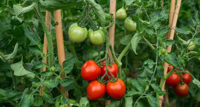Эти три сорта томата вне конкуренции: высокая урожайность — до 12 штук с кисти и уход минимальный