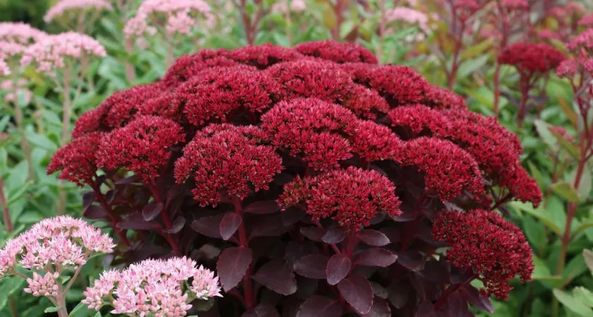 Алые купола соцветий поднимаются ежегодно: цветок, который не спрашивает разрешения