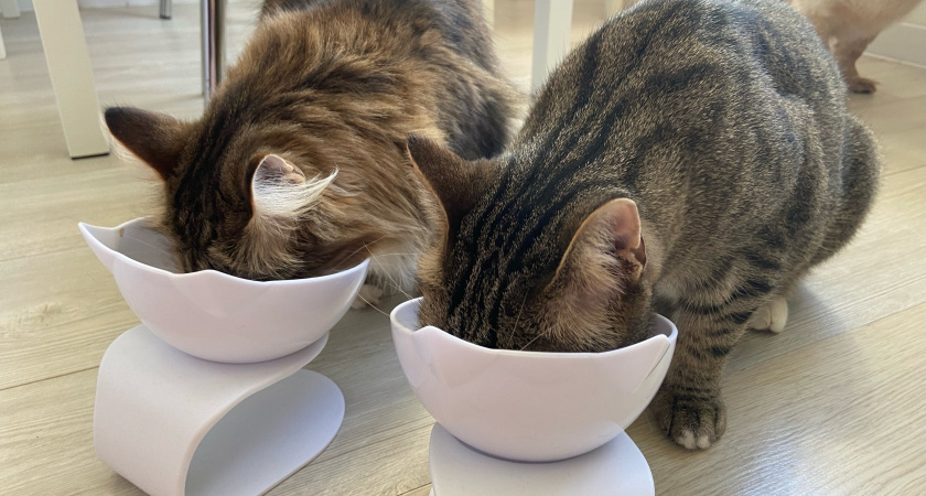 Хорошие манеры: 10 признаков, что ваша кошка воспитана 