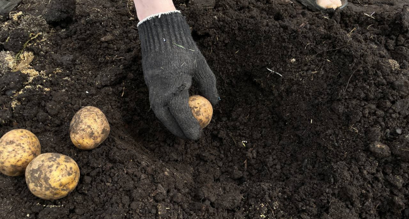 Сажаю картофель "наоборот" — такой метод из Беларуси может повысить урожай в 10 раз