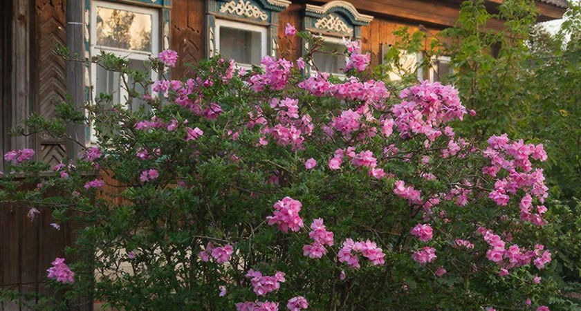 Шикарный многолетник для сада, который цветет без продыху с весны и до поздней осени: прост в уходе и неприхотлив