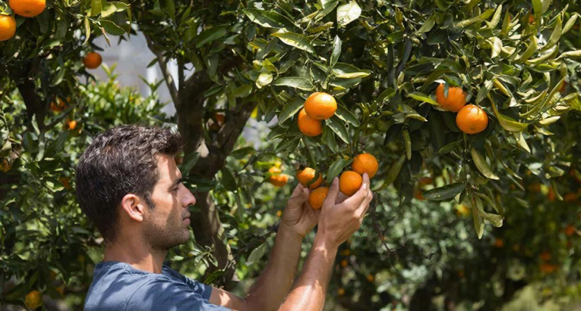 "Пусть гниют на ветке, но в Россию не продам": фермер в Абхазии рассказал, почему отказывается продавать мандарины за копейки