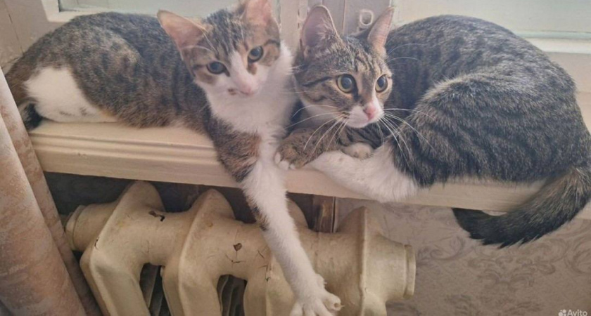 8 сигналов, что кошка вас чуть-чуть недолюбливает