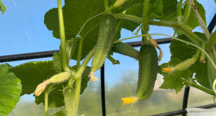 Огуречный сезон без срывов: методика из Японии делает урожай стабильным, как по часам