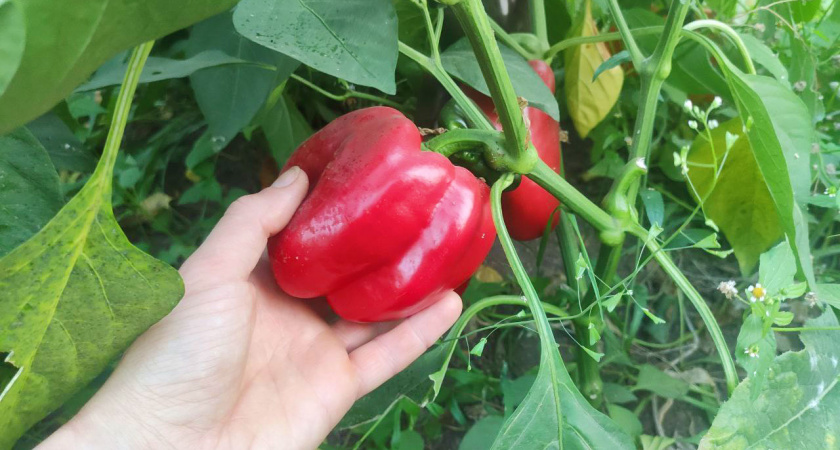 Дачники, записывайте: 10 сортов перца, которые дают 30 кг урожая даже в плохое лето - чемпионы сезона-2026 
