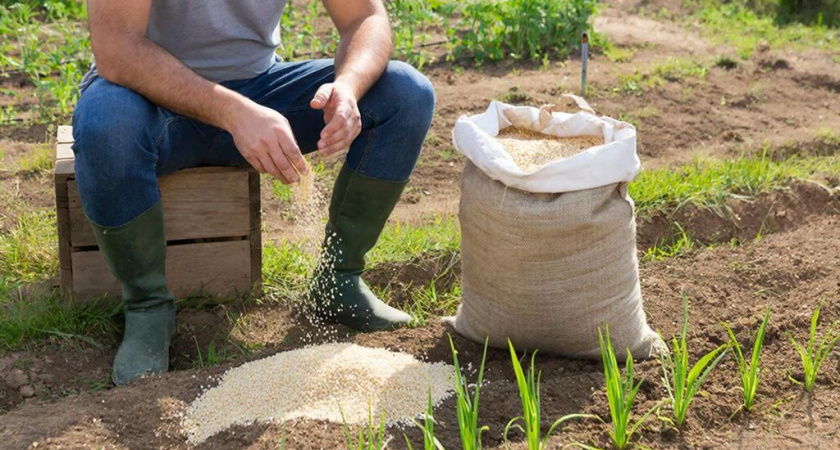 Копеечная замена навозу: купил мешок крупы на рынке и удобрил все грядки. Теперь соседи повторяют за мной для богатого урожая