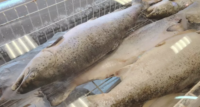 Не семга и не форель: эта рыба самая полезная - стоит копейки, а белка больше, чем в мясе