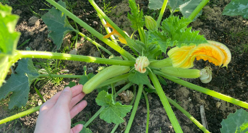 Через 40 дней уже с плодами: эти сорта кабачков начинают сезон быстрее остальных