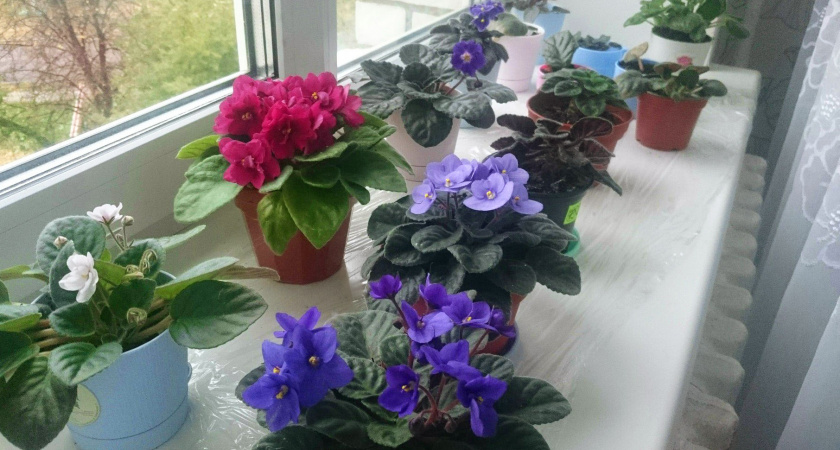 Перестаньте поливать герань водой: 1 простая смесь заставит её взорваться пышными шапками цветов к Новому году