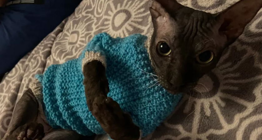 Спать с кошкой: уют или опасность? Взвешиваем все «за» и «против»