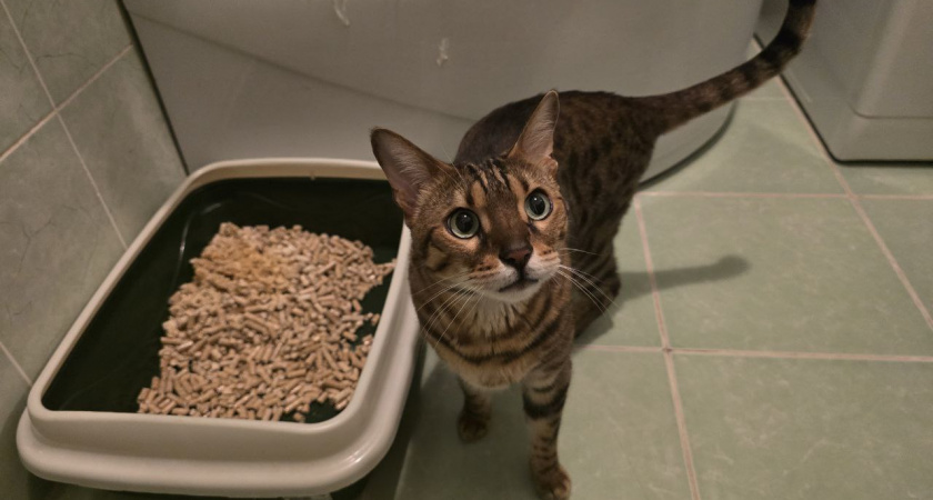 Запах кошачьей мочи — не приговор. Соседка научила простому способу, который убирает его за 10 минут навсегда