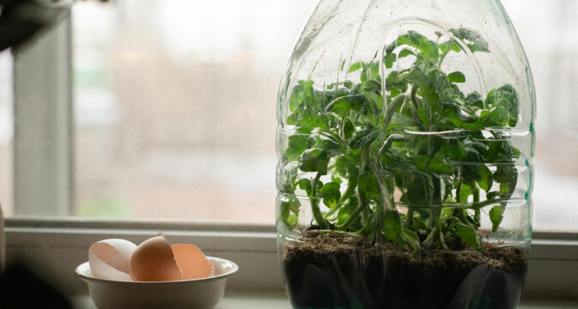 Сажу томаты и перцы в "пятишки" - копеечный способ работает лучше пикировки: рассада прет как "мутант в лаборатории"