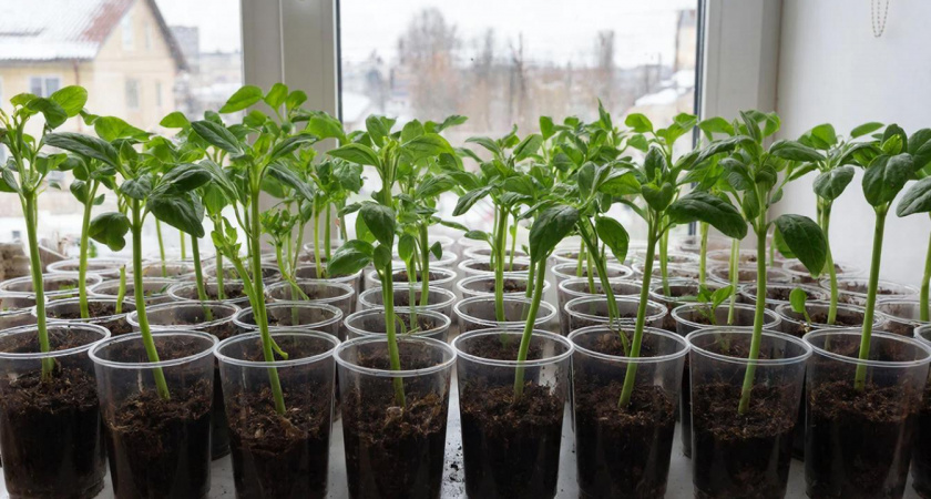 Сую два семечка в один стакан - и ращу богатырскую рассаду томатов без пикировки и удобрений - только вода и свет