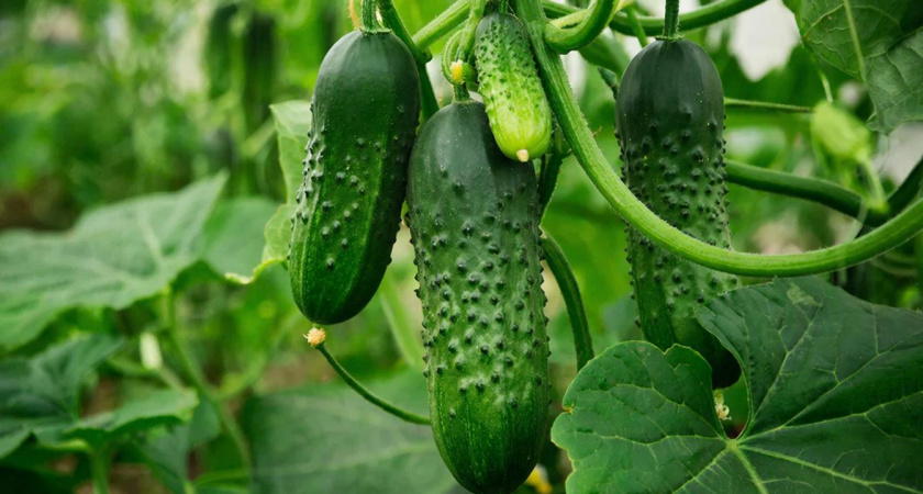 «Жалею, что раньше не знал про этот сорт огурцов — одни плюсы»: неожиданное открытие сезона 2026