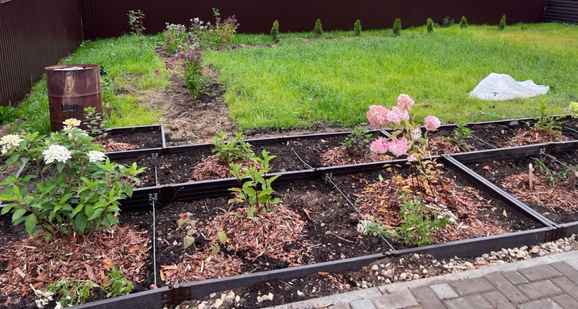 Беру золу и яичную скорлупу - и проволочника как не бывало: как защитить свой огород - мой честный обзор