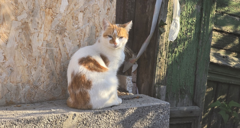 Почему дворовых кошек стало трудно пристроить: грустная правда, о которой молчат волонтеры