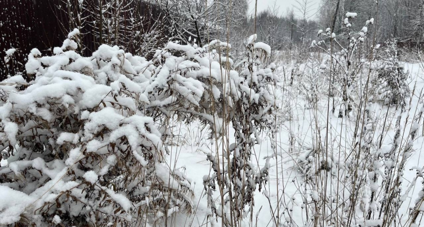 Мороз до -32 градусов и небольшой снегопад: погода в Республике Коми на 16 февраля