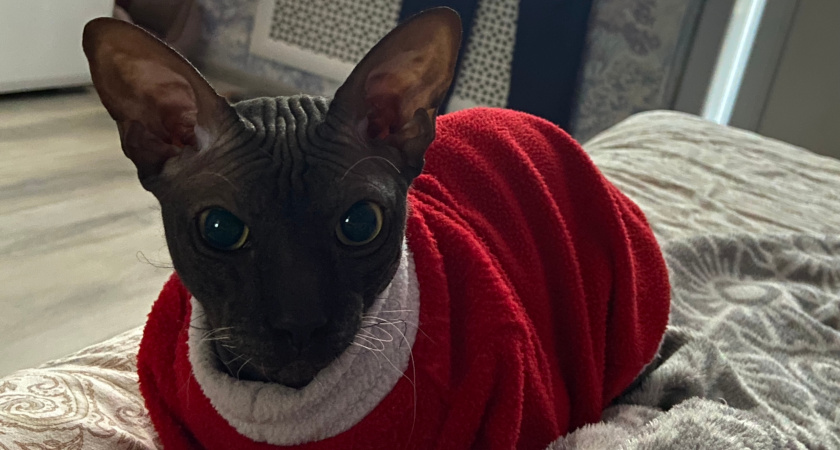 Какие знаки подают кошки перед приходом в дом больших несчастий - запомните раз и навсегда