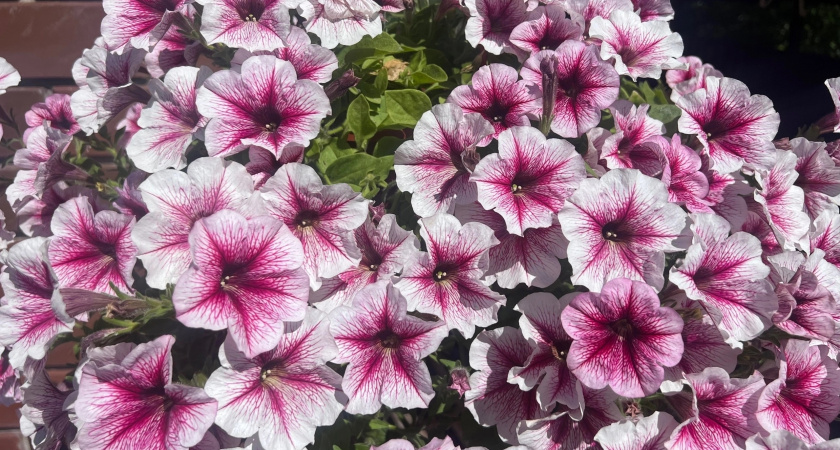 Эти пять выносливых многолетников превратят ваш сад в цветочный рай без лишних усилий и постоянной заботы