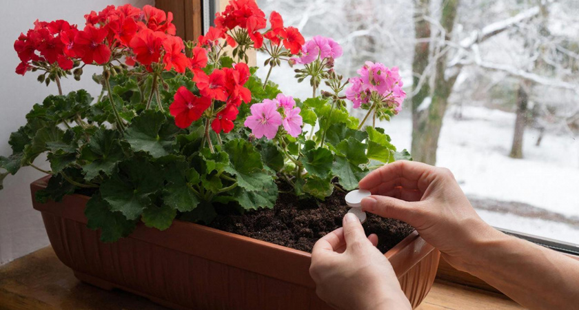 1 таблетка под куст в феврале: герань не желтеет, наливается зеленью и цветет как заведенная – копеечный метод