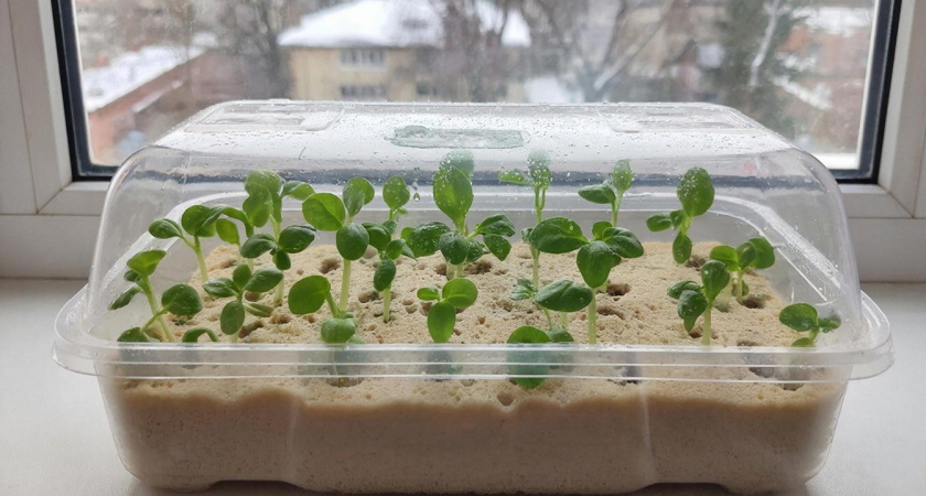 Сажаю семена в губку - и в феврале получаю крепкую рассаду: перцы "дуреют" от этой прикормки и мчатся в рост