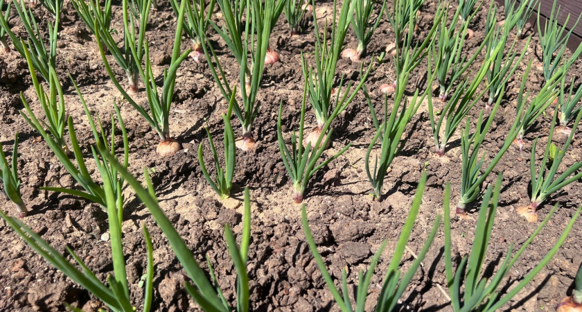 Взяла березовый деготь - и никакой луковой мухи: простой способ, о котором многие не догадываются