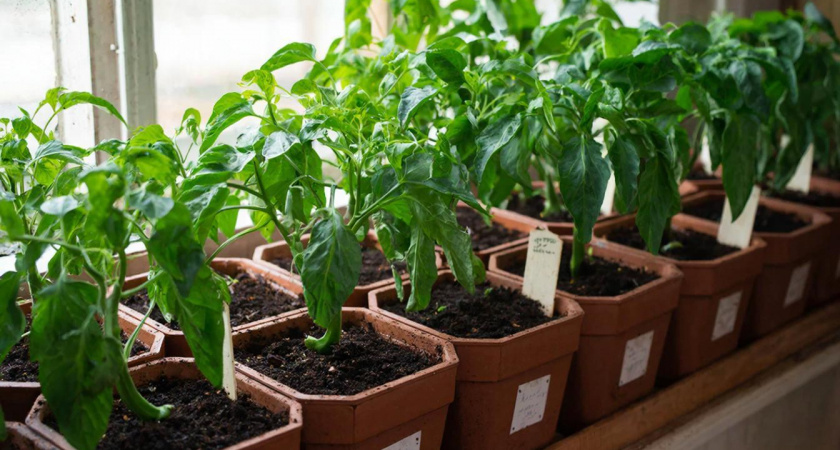 Сею сладкий перец в эти даты: вот как вычислить идеальные дни - урожай в два раза больше обычного