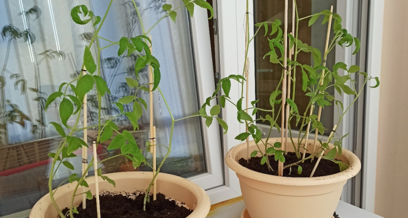 Беру нашатырь - и рассаду не узнать - выхаживаю хилые ростки на раз-два, а потом радуюсь шикарному урожаю