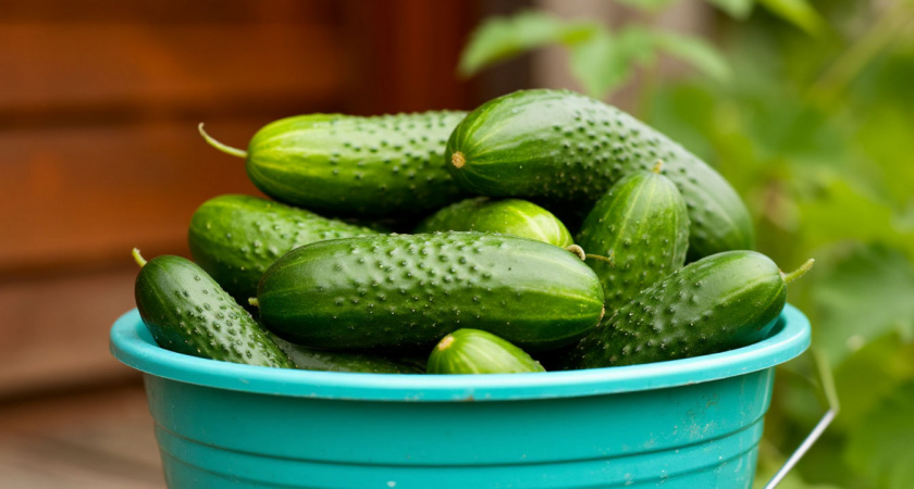 Огуречный взрыв: 5 гибридов-мутантов, которые завалят вас плодами уже через 35 дней