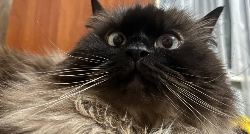 Как не стоит называть свою кошку: клички, которых лучше избегать