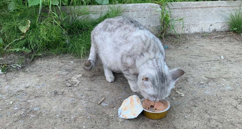 Эти влажные корма для кошек одобрило Роскачество - беру за раз 5 пакетиков