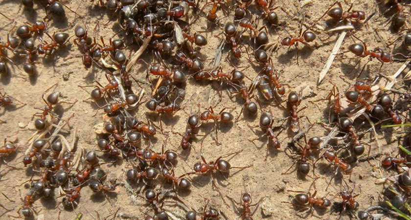 Как избавиться от муравьев на участке: эффективные стратегии и проверенные методы - мой честный отзыв