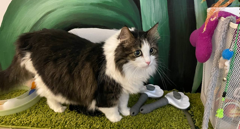 Боятся ли кошки крыс? Вот почему «храбрый кот» — самый уязвимый