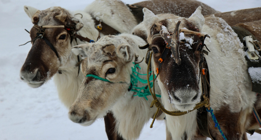 Более шести миллионов рублей направили в прошлом году на поддержку оленеводов в Коми