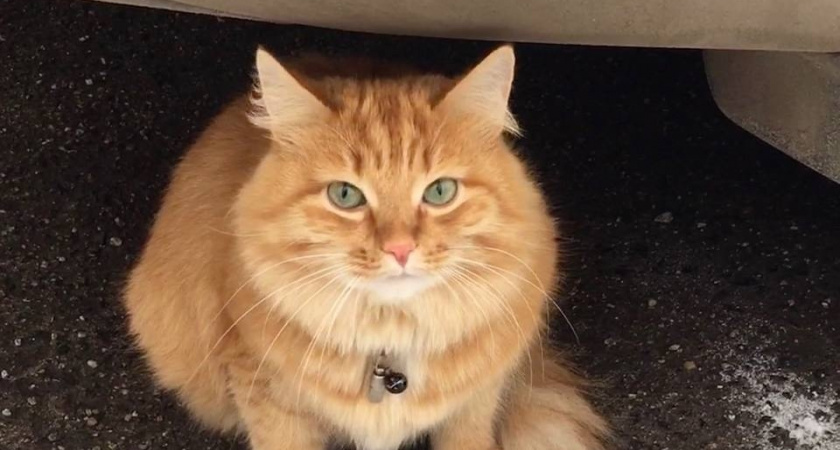 Безопасность на четырех лапах: ветеринар рассказал секреты комфортной поездки с питомцем, о которых не знают 80 % водителей