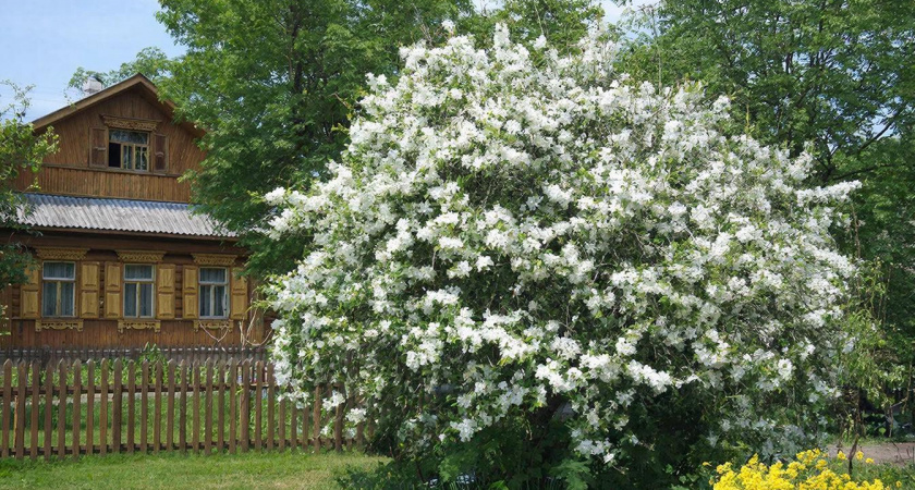 Нашла эффектный многолетник, цветущий до поздней осени: шикарное "облако" с минимальным уходом