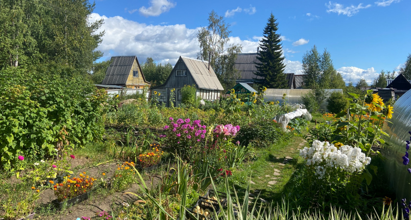 Не делайте так: эти растения у вас на даче категорически запрещено удобрять древесной золой