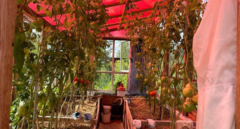 Всего 1 действие и паутинного клеща в теплице не будет - секрет от соседки, который спас мой урожай