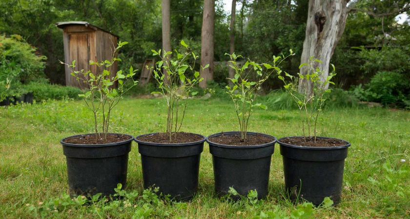 Посадила это дерево "водохлеб" возле выгребной ямы — про откачку пятый год не вспоминаю