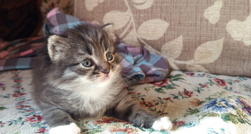 Почему кошка постоянно просит есть - и дело не в голоде. Об этом должен помнить каждый хозяин