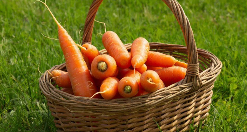 4 хитрых способа посадки моркови: секреты от бывалых дачников, которые они скрывали годами